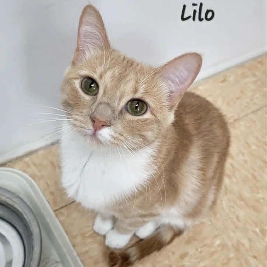 Lilo, an adopted Domestic Short Hair in Rushville, IL image 2/2