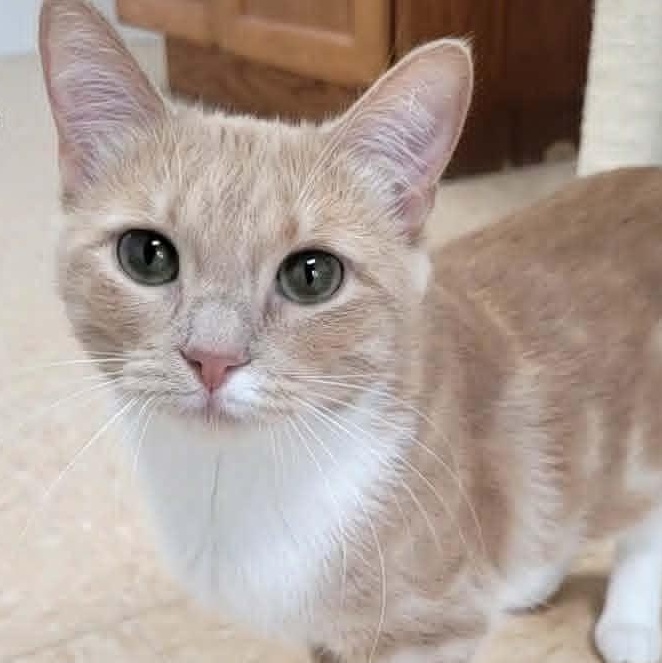 Lilo, adopted, Adult Female Domestic Short Hair.