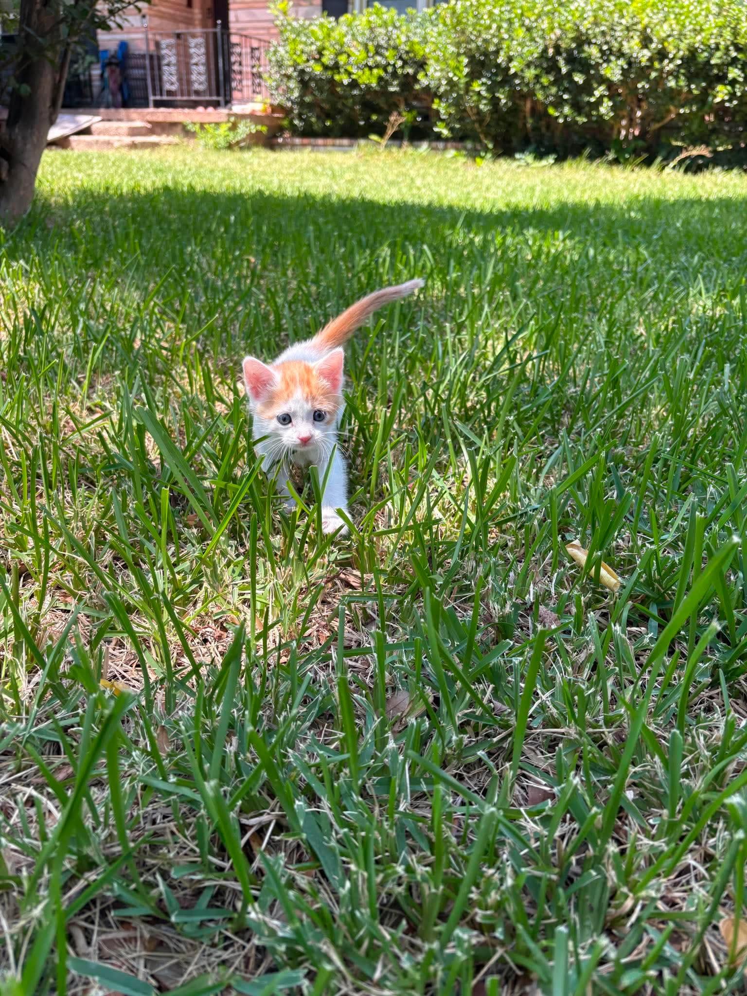 Enlarge Artie, a Adoptable Domestic Short Hair in North Richland Hills, TX image 2/2