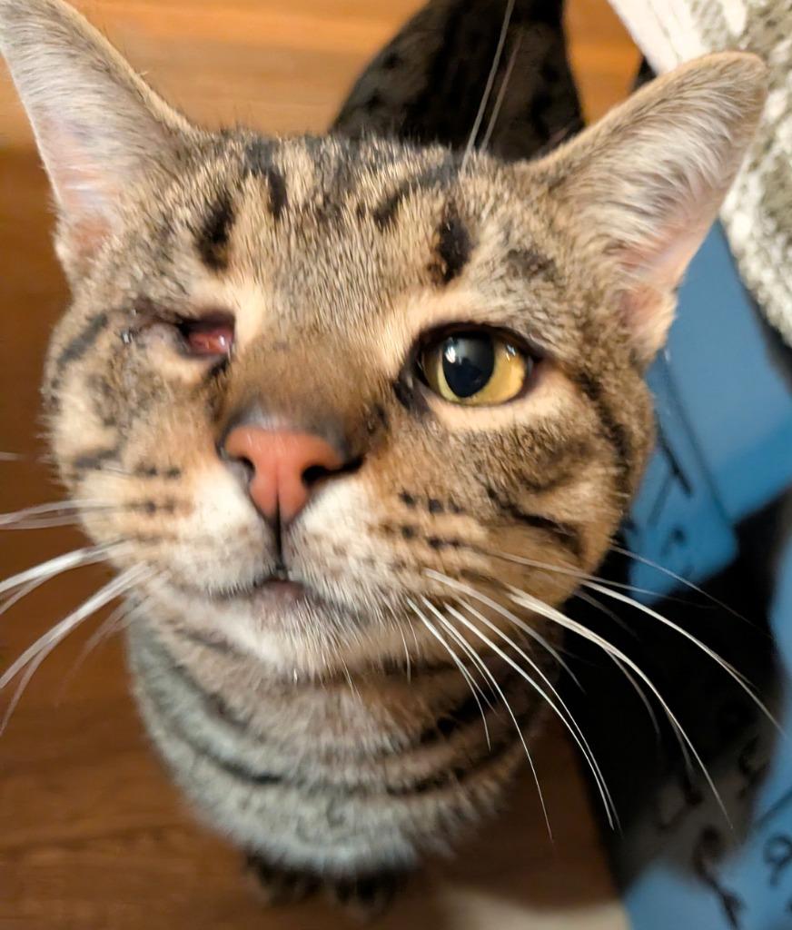 Jack Sparrow, Adoptable, Adult Male Domestic Short Hair.