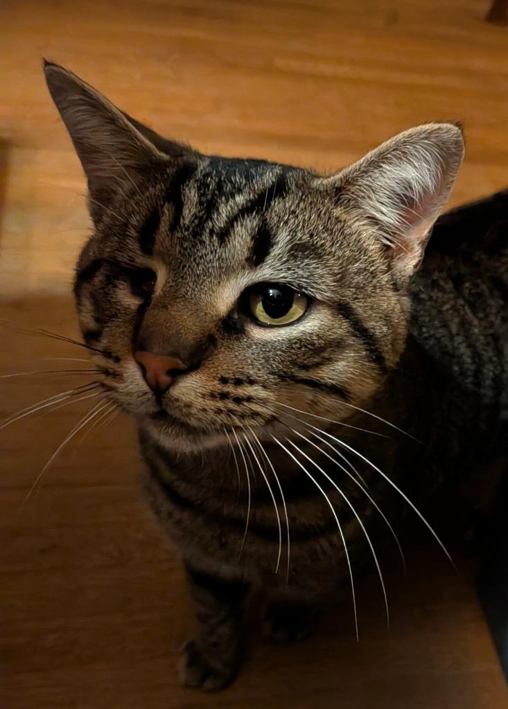 Enlarge Jack Sparrow, a Adoptable Domestic Short Hair in Arthur, ON image 2/6