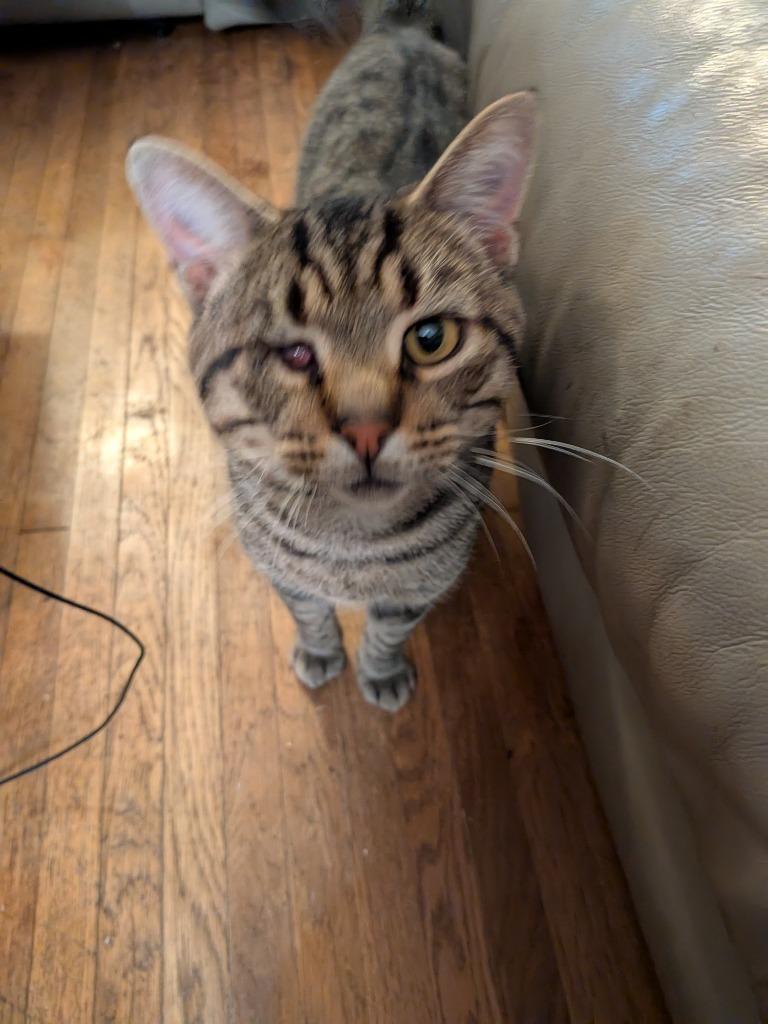 Enlarge Jack Sparrow, a Adoptable Domestic Short Hair in Arthur, ON image 3/6