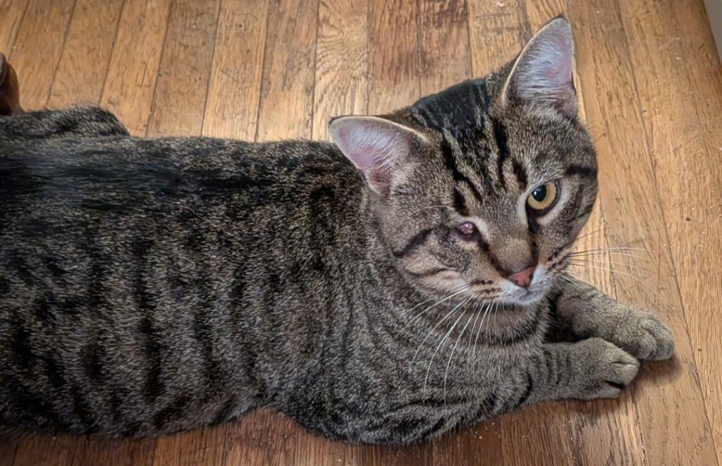 Enlarge Jack Sparrow, a Adoptable Domestic Short Hair in Arthur, ON image 4/6