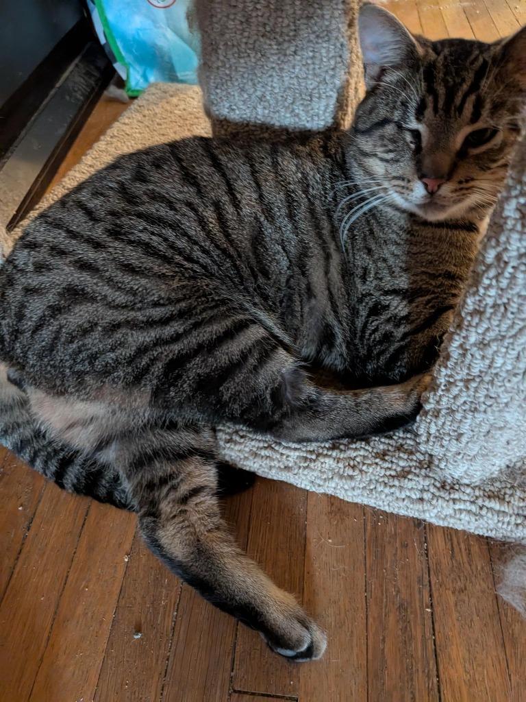 Enlarge Jack Sparrow, a Adoptable Domestic Short Hair in Arthur, ON image 5/6