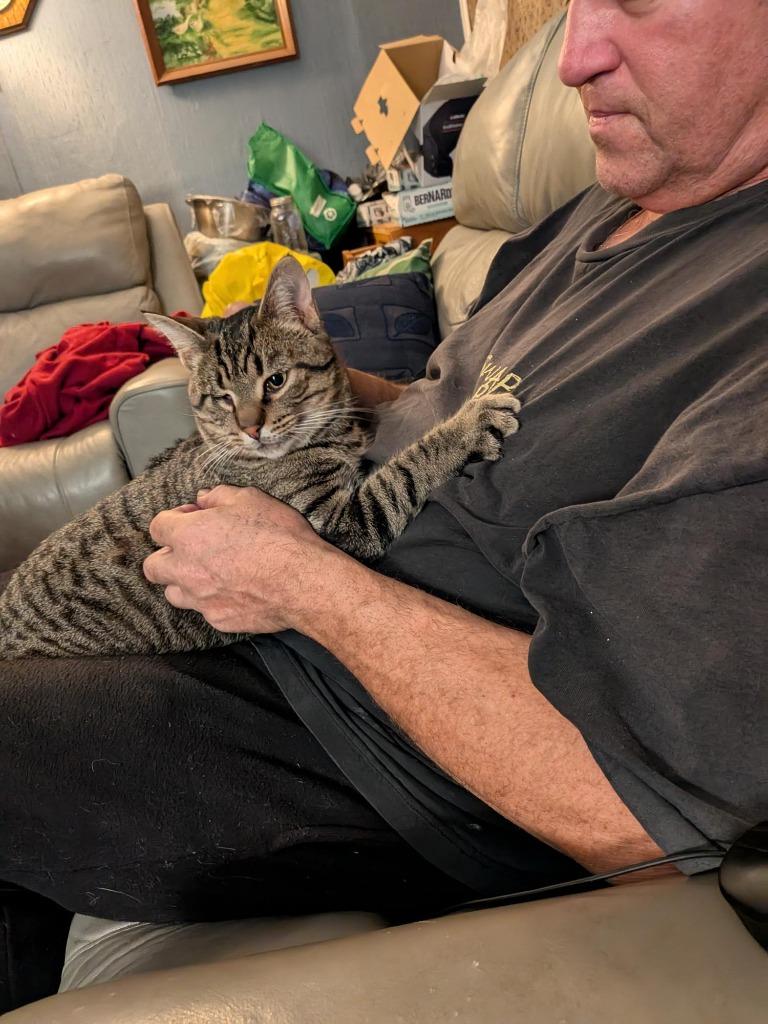 Enlarge Jack Sparrow, a Adoptable Domestic Short Hair in Arthur, ON image 6/6