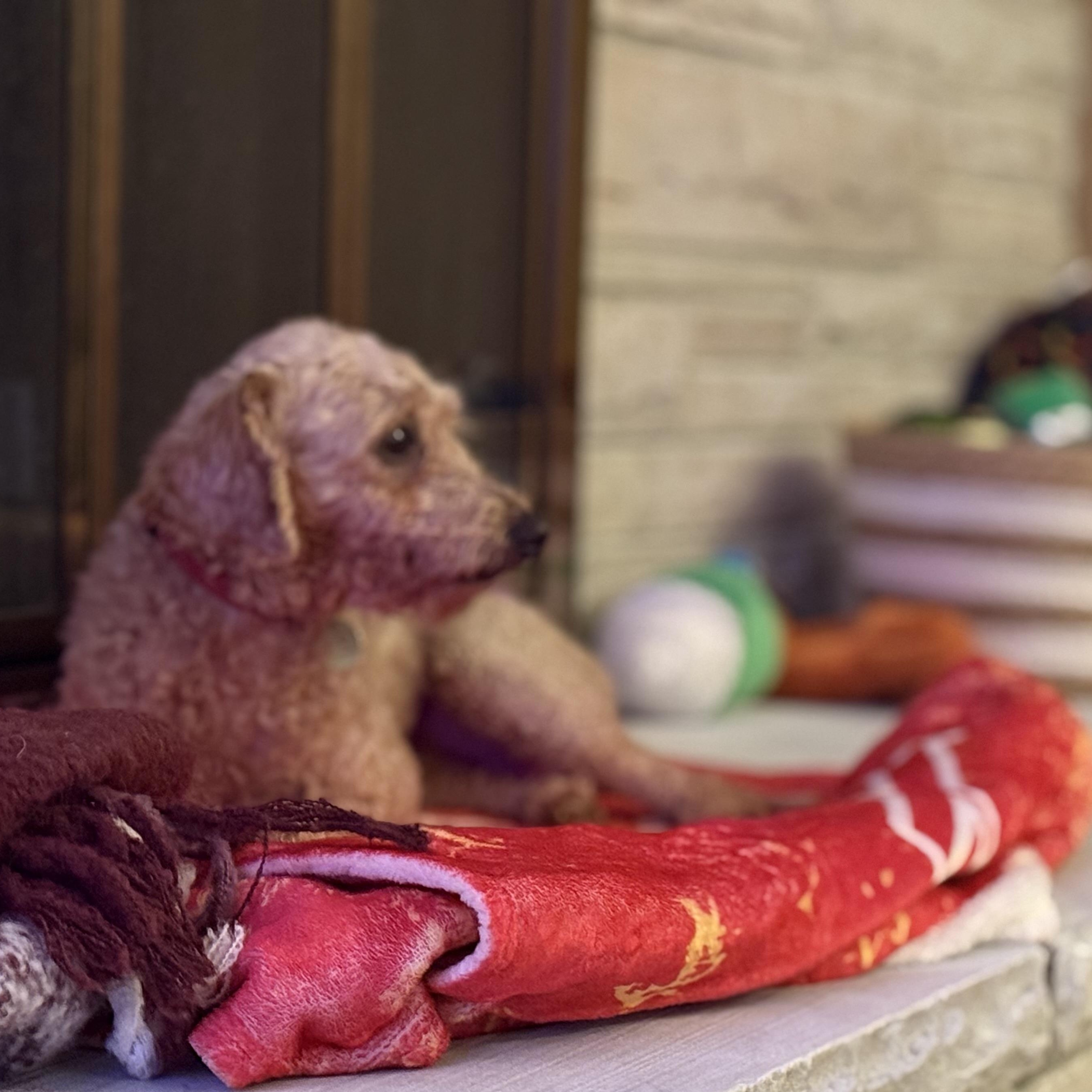 Elizabeth Taylor , a Adoptable mixed breed in Hartland, WI image 6/6