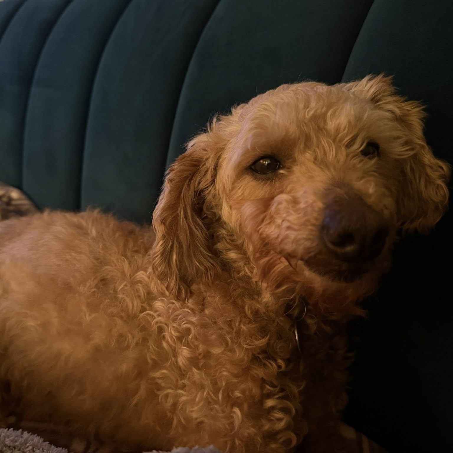 Elizabeth Taylor , a Adoptable mixed breed in Hartland, WI image 4/6