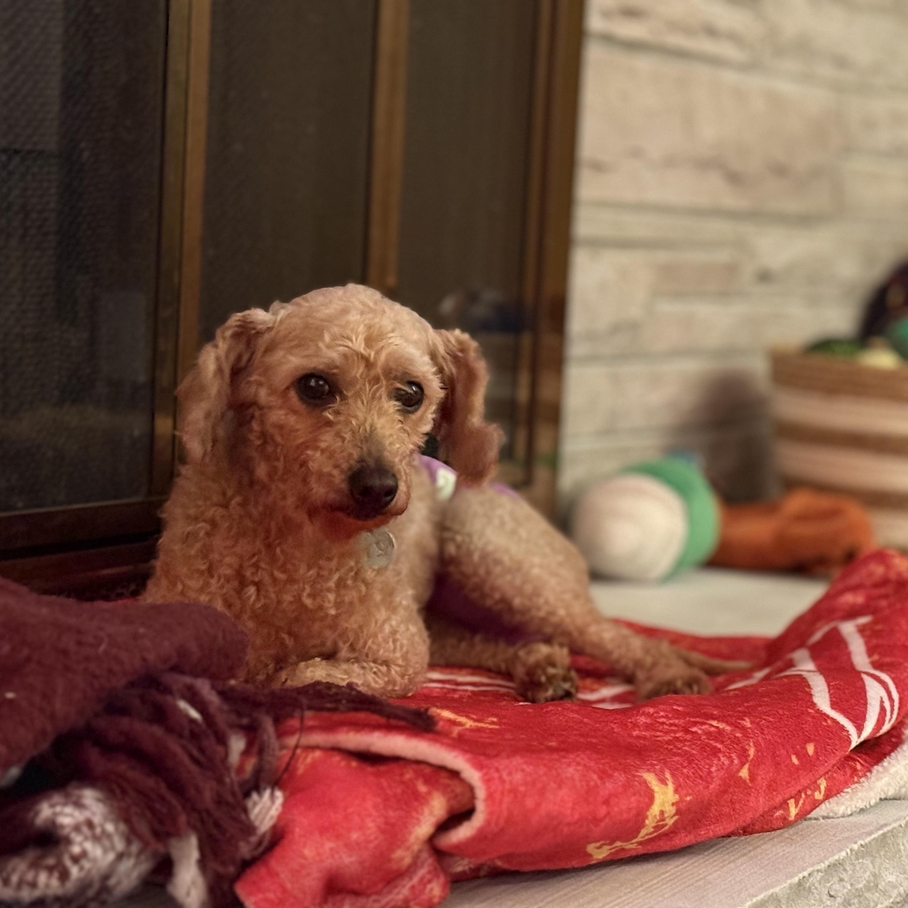 Elizabeth Taylor , a Adoptable mixed breed in Hartland, WI image 5/6