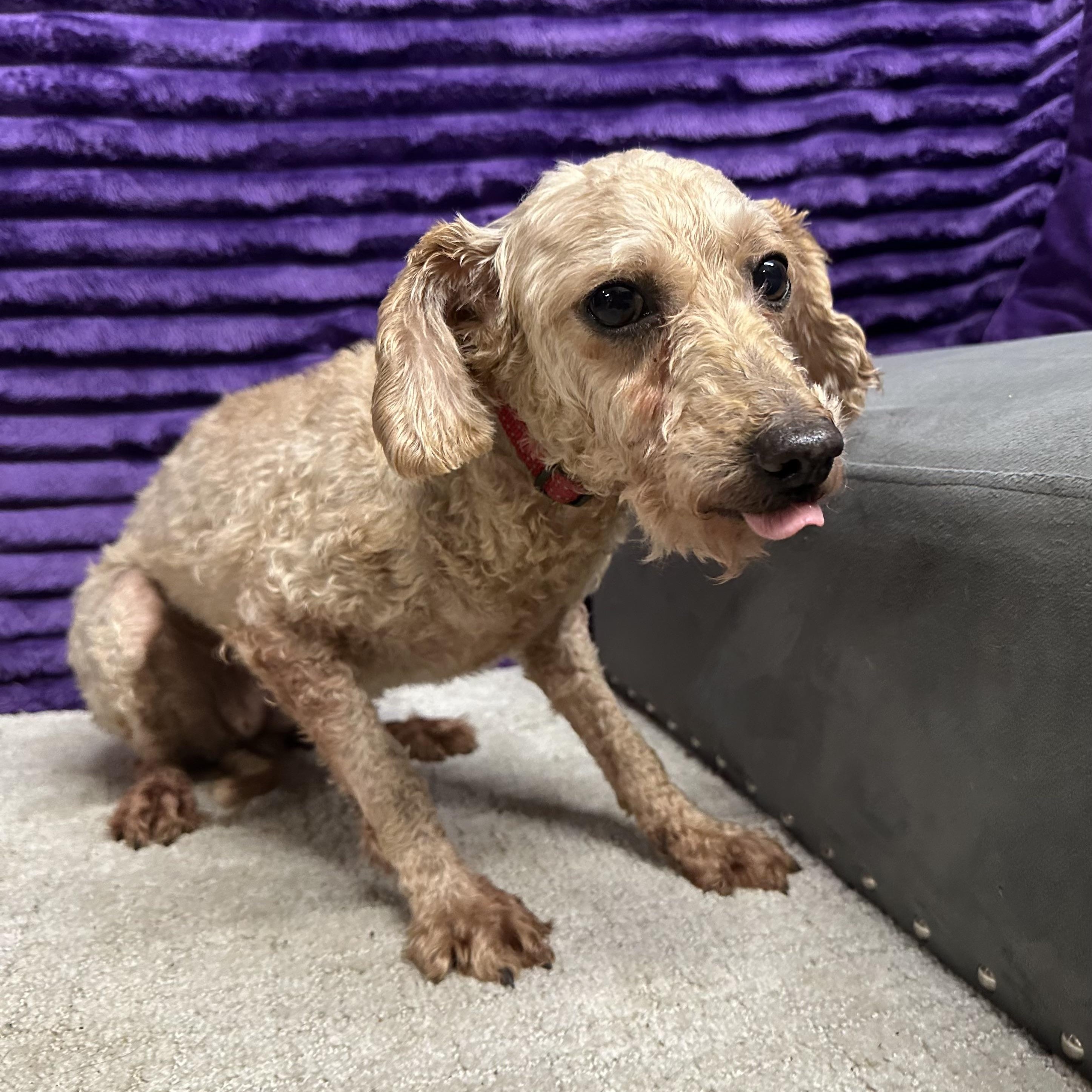 Elizabeth Taylor - Foster Home Needed