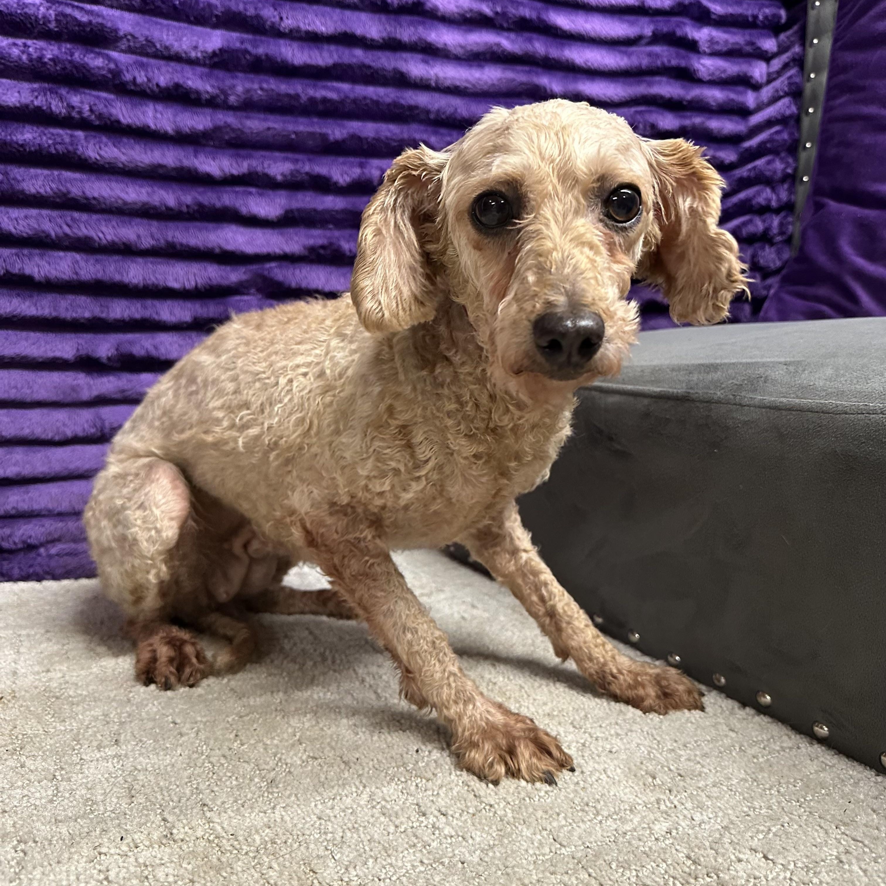 Elizabeth Taylor - Foster Home Needed