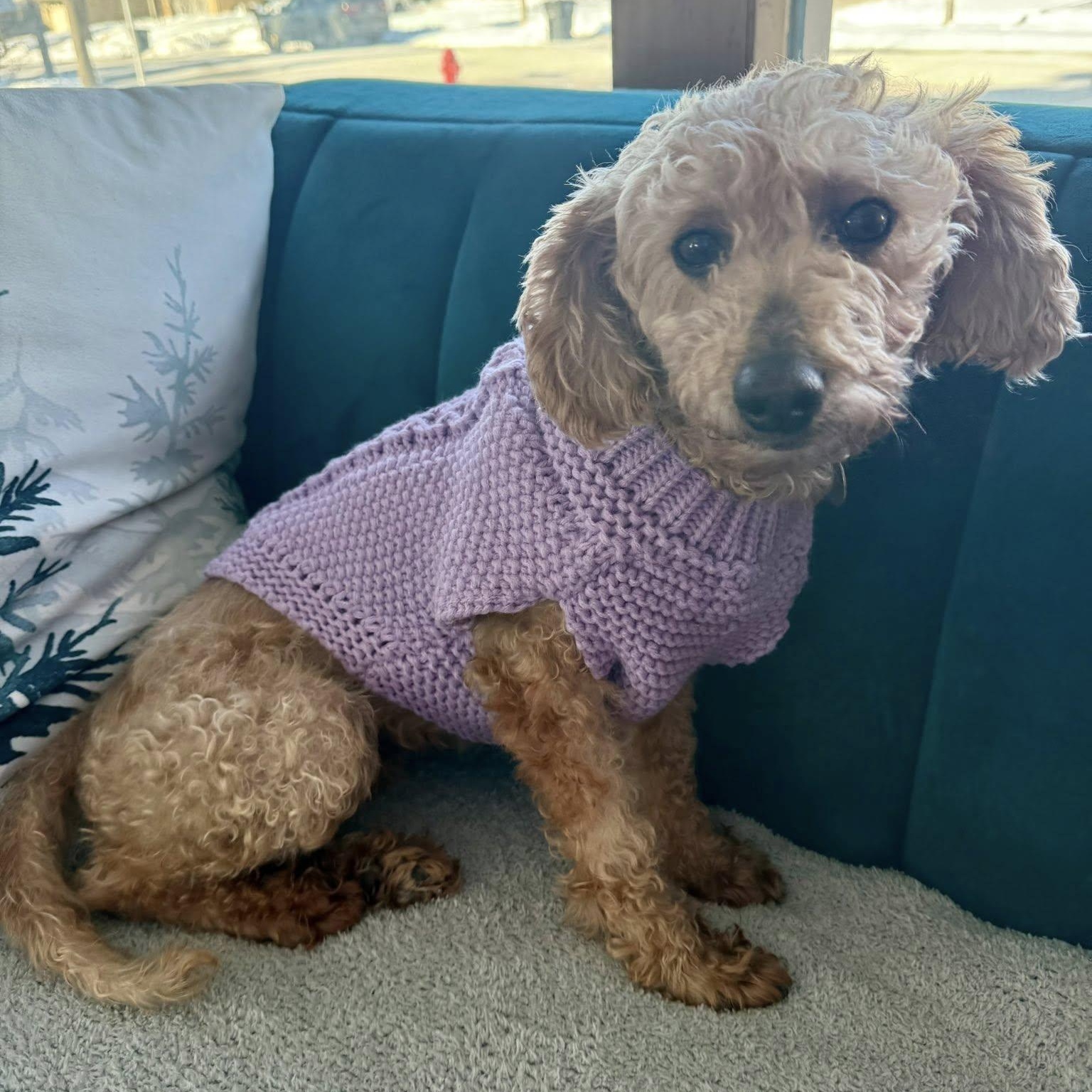 Elizabeth Taylor , Adoptable, Senior Female Poodle.