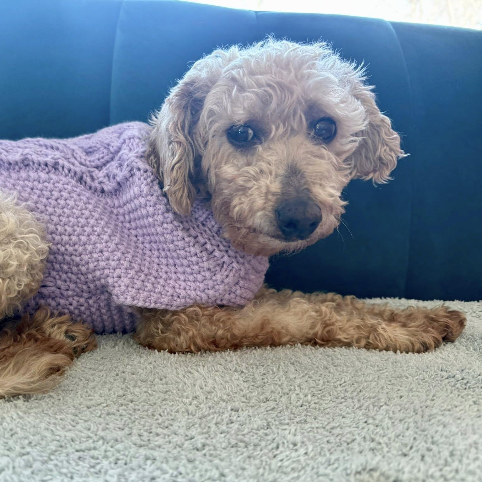 Elizabeth Taylor , a Adoptable mixed breed in Hartland, WI image 2/6