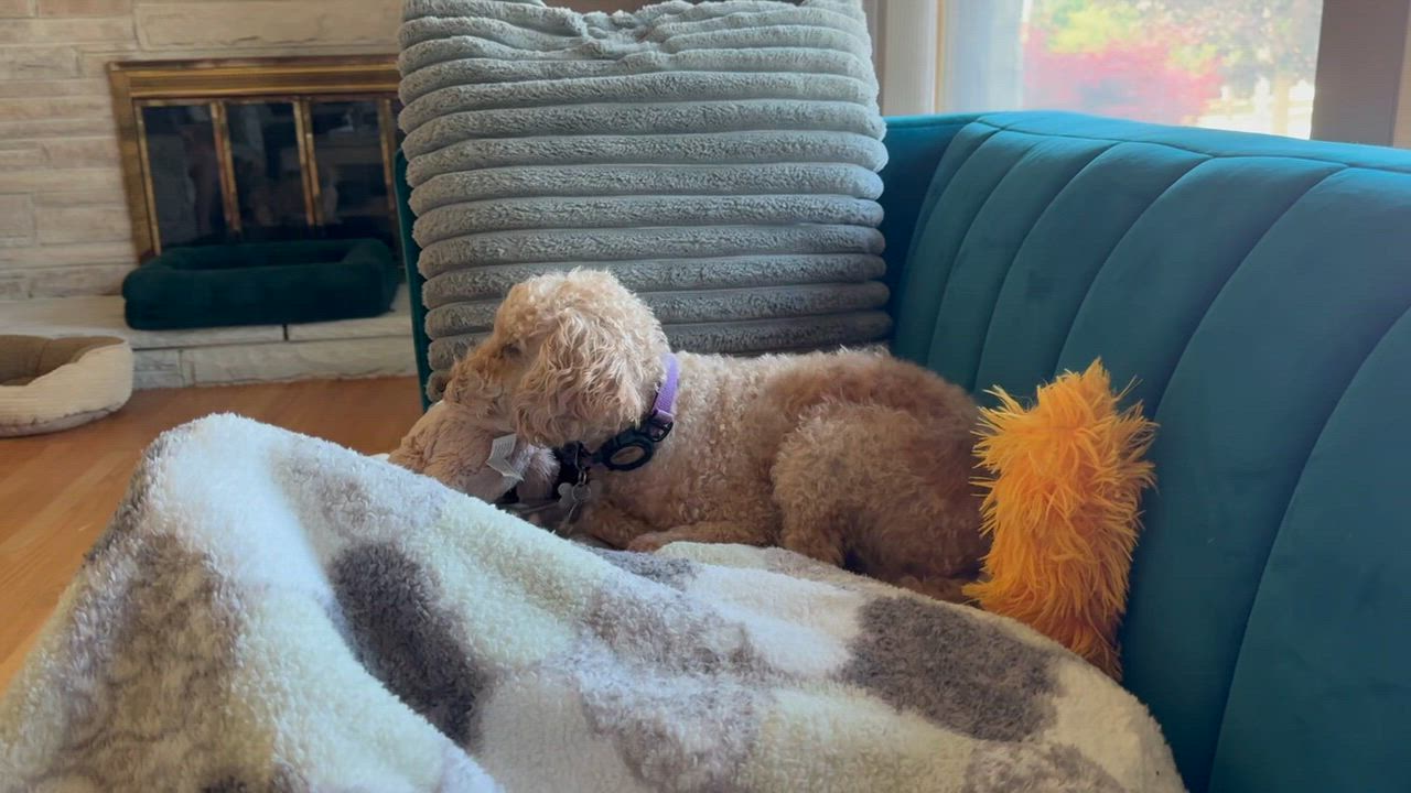 Enlarge Elizabeth Taylor - Home Visit in Process, an adopted mixed breed in Hartland, WI video 6/6