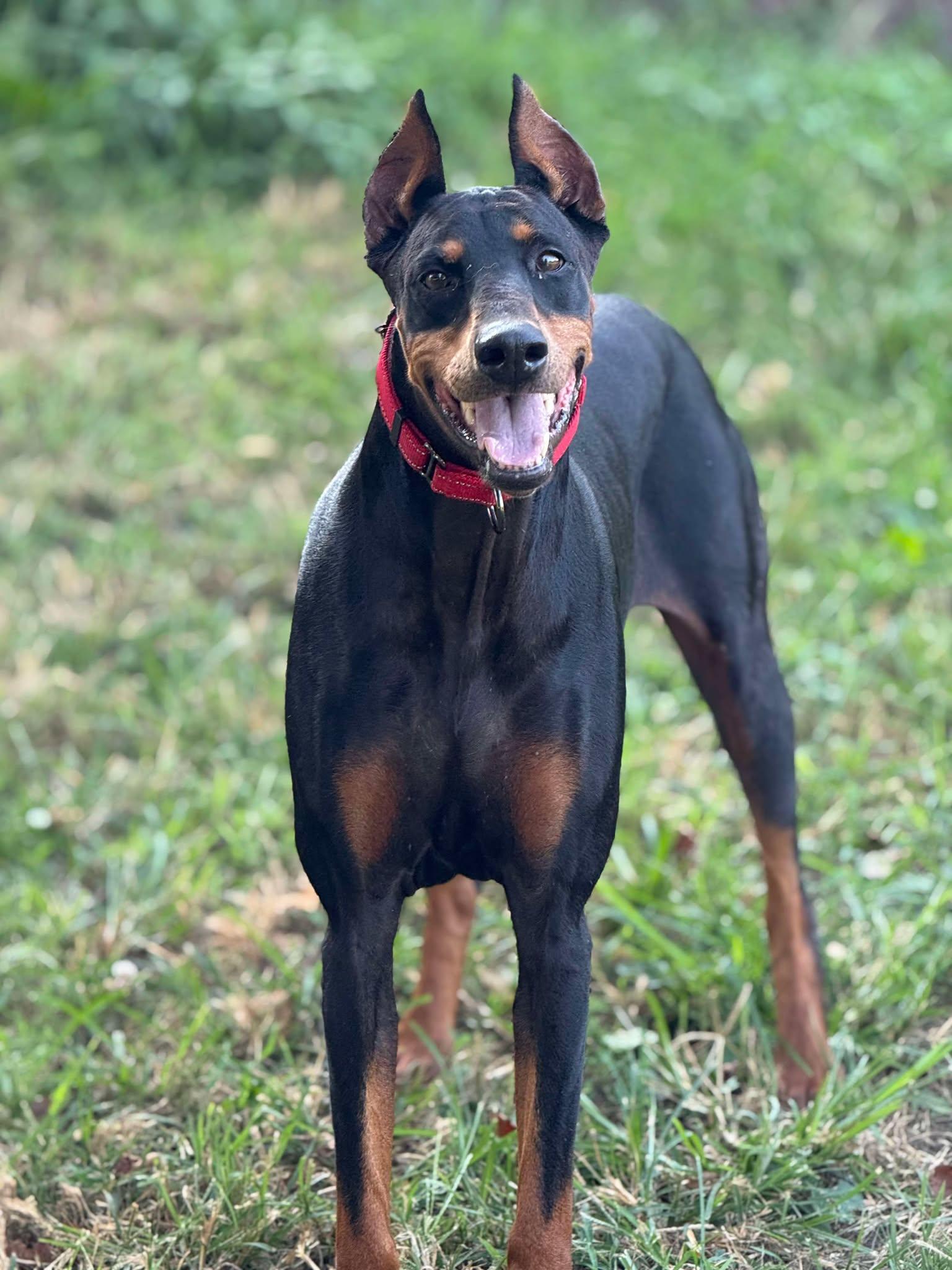 Zoi, Zoey, Adopted, Adult Female Doberman Pinscher.