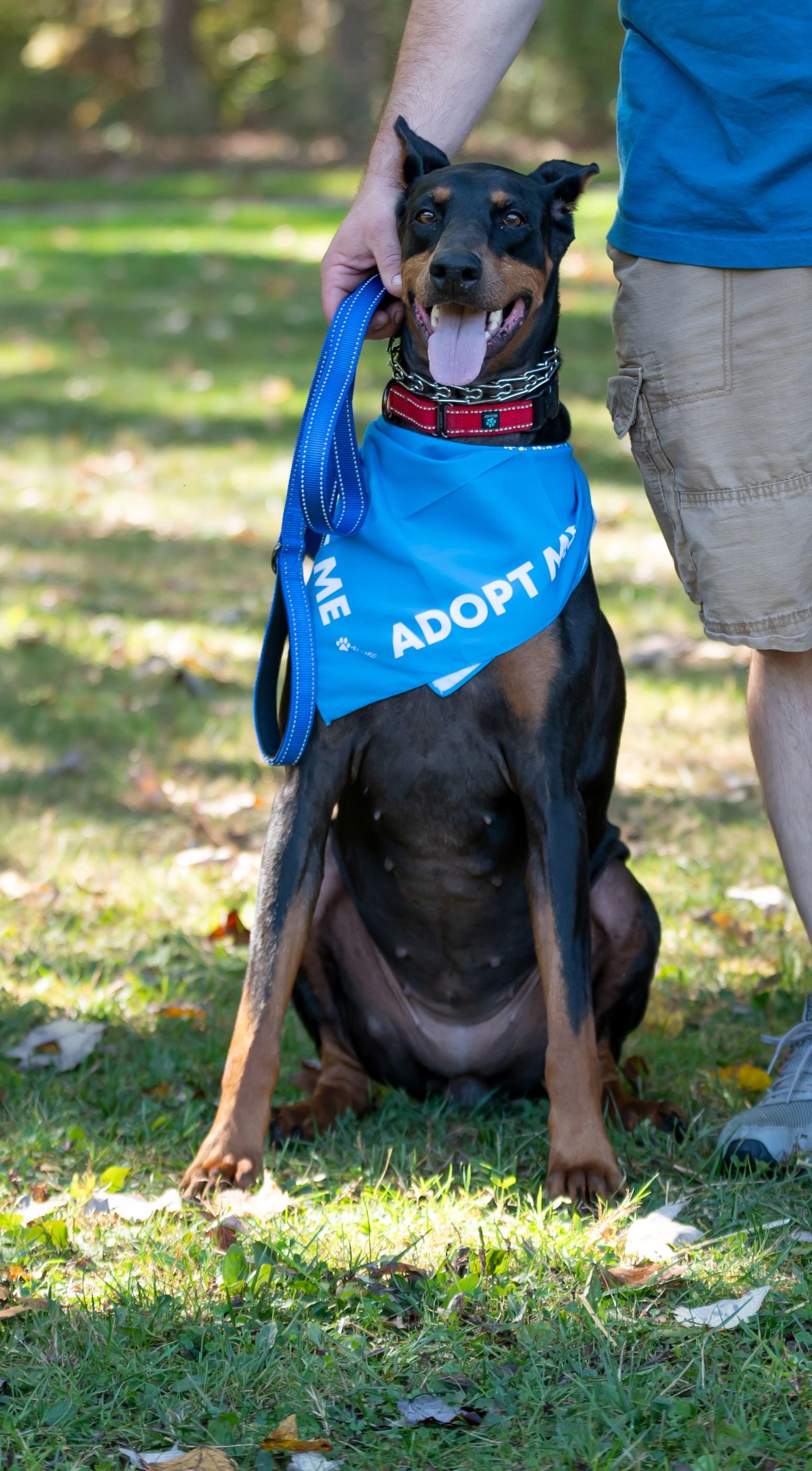 Enlarge Zoi, Zoey, a Adopted Doberman Pinscher in Aurora, OH image 2/3