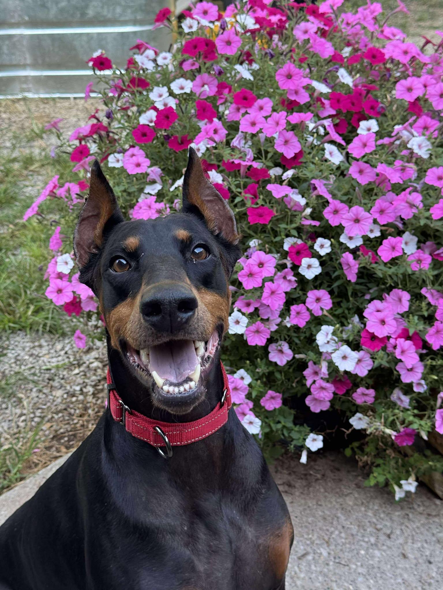 Enlarge Zoi, Zoey, a Adopted Doberman Pinscher in Aurora, OH image 3/3