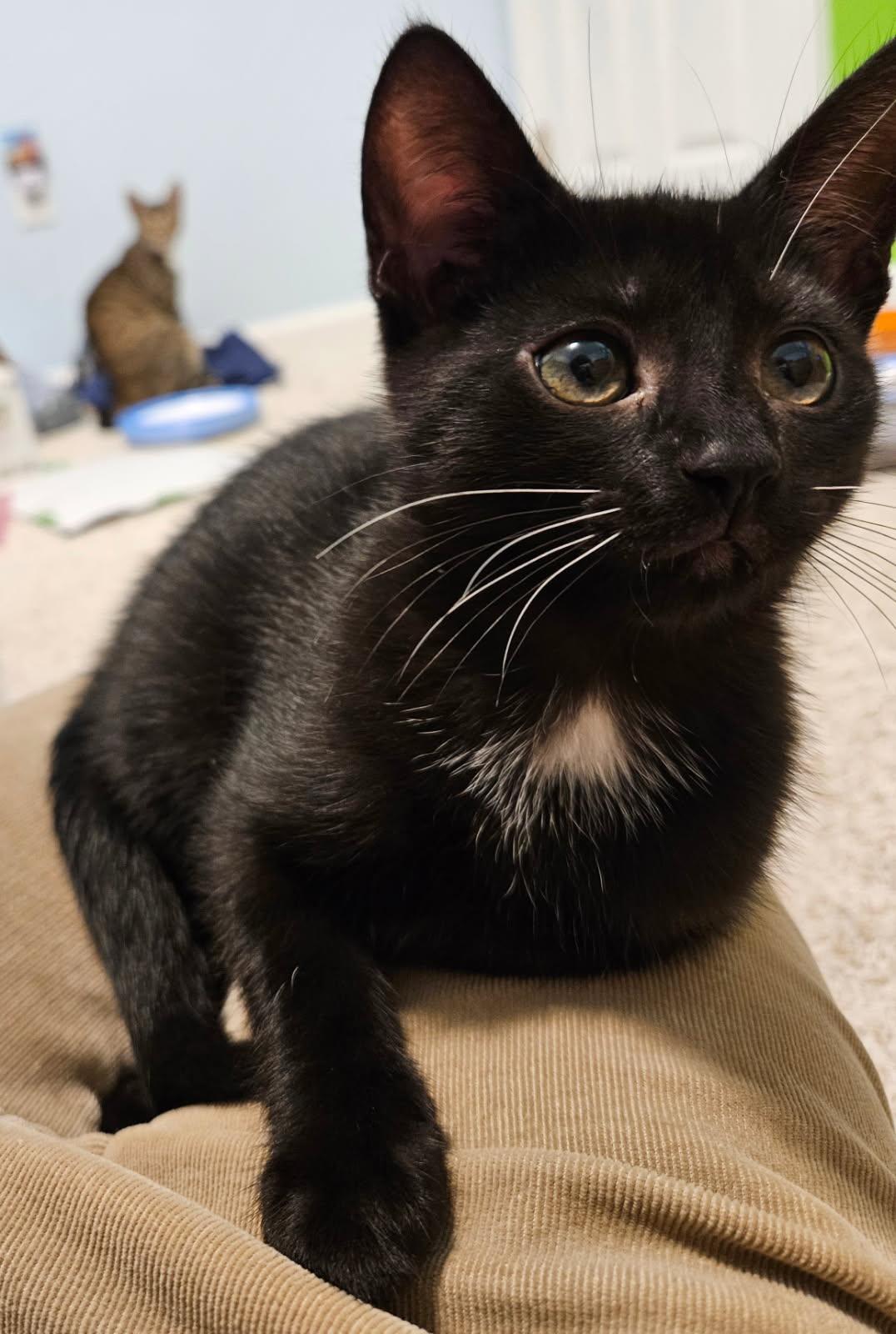 Enlarge Speck and Spock in foster care, a Adoptable Domestic Short Hair in Ellicott City, MD image 3/4