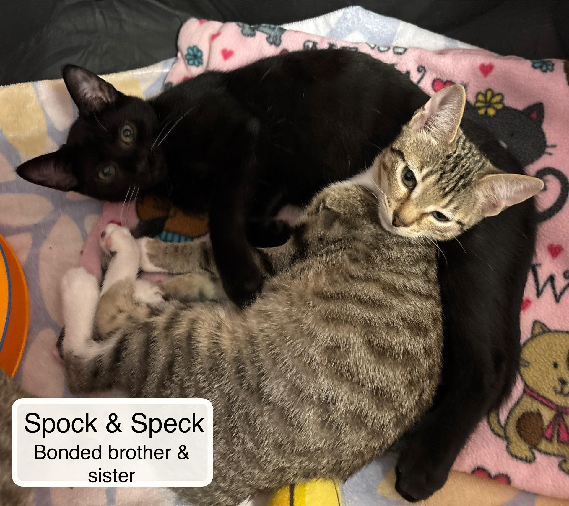 Speck and Spock in foster care, Adoptable, Kitten Female Domestic Short Hair.
