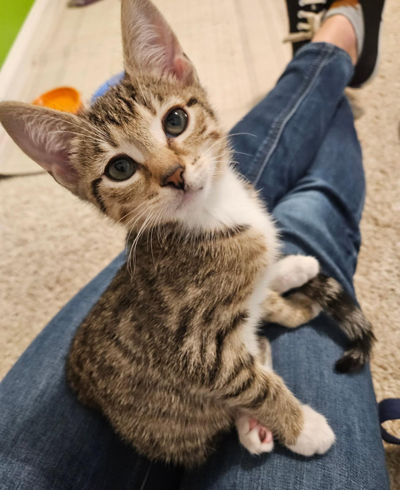 Enlarge Speck and Spock in foster care, a Adoptable Domestic Short Hair in Ellicott City, MD image 2/4