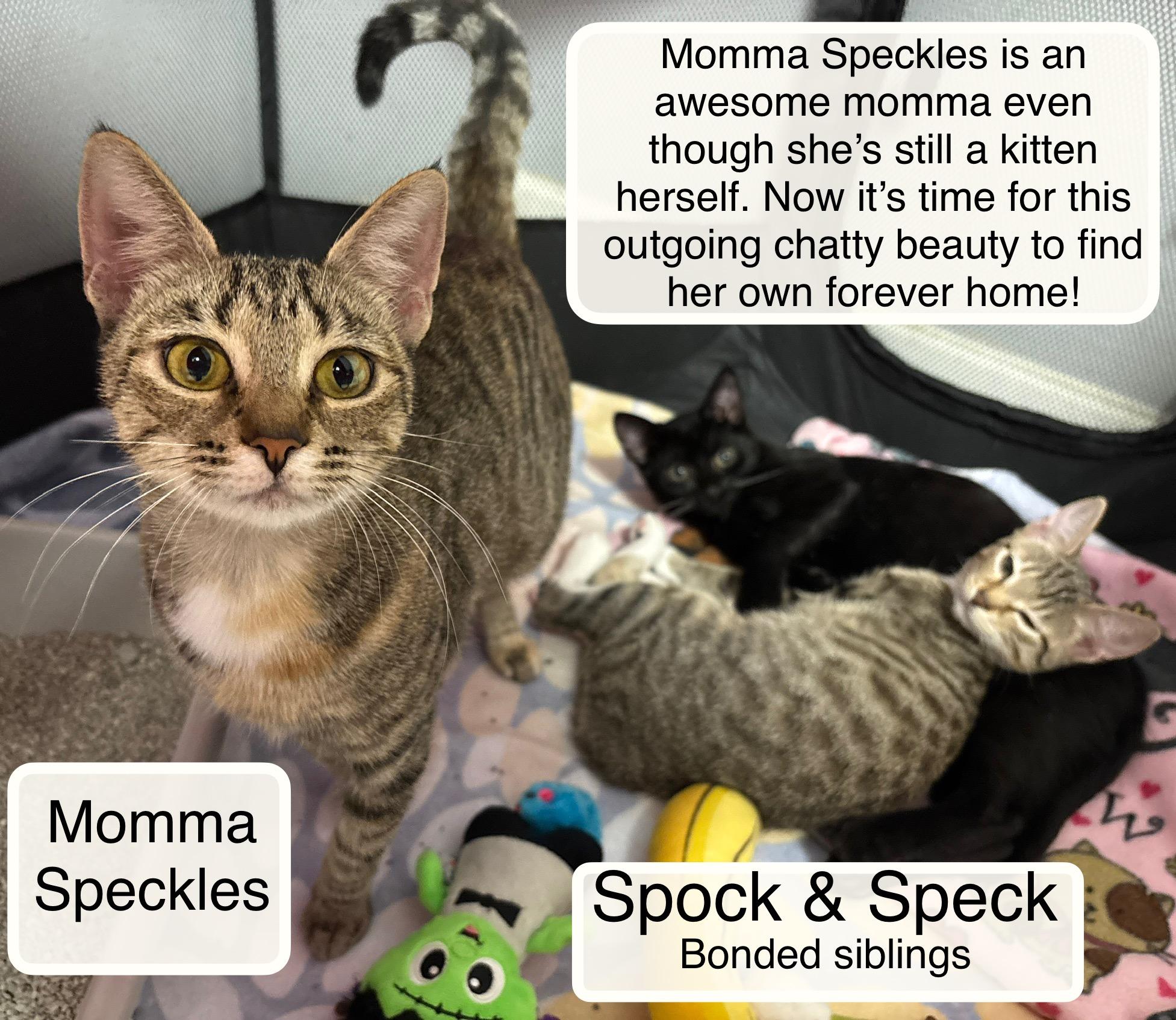 Enlarge Speck and Spock in foster care, a Adoptable Domestic Short Hair in Ellicott City, MD image 4/4