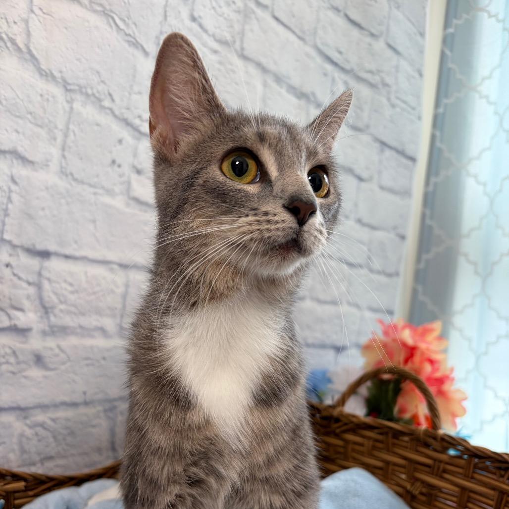 Enlarge Rosemary, a Adoptable Domestic Short Hair in Harrisonburg, VA image 1/6