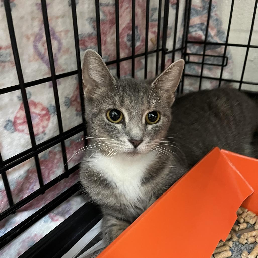 Enlarge Rosemary, a Adoptable Domestic Short Hair in Harrisonburg, VA image 2/6