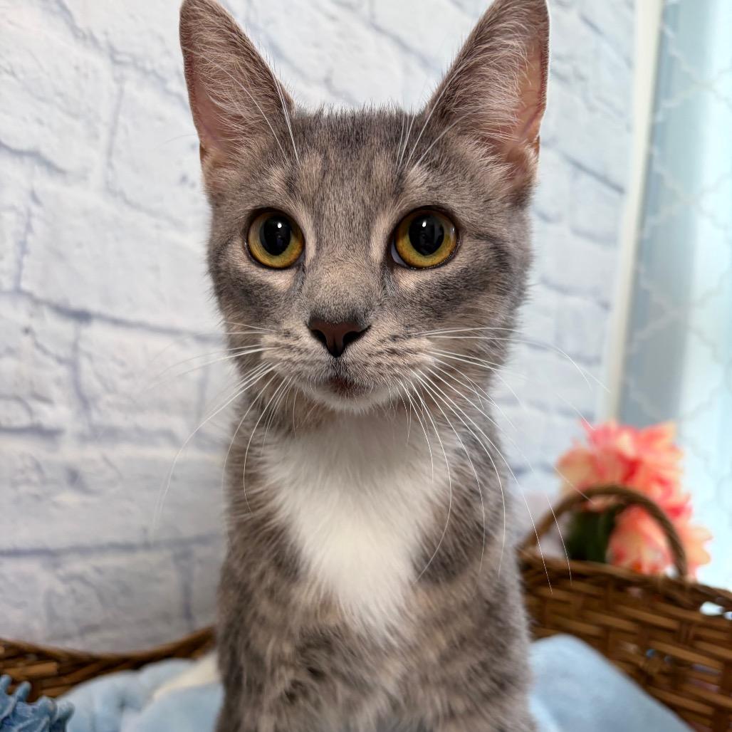 Enlarge Rosemary, a Adoptable Domestic Short Hair in Harrisonburg, VA image 3/6