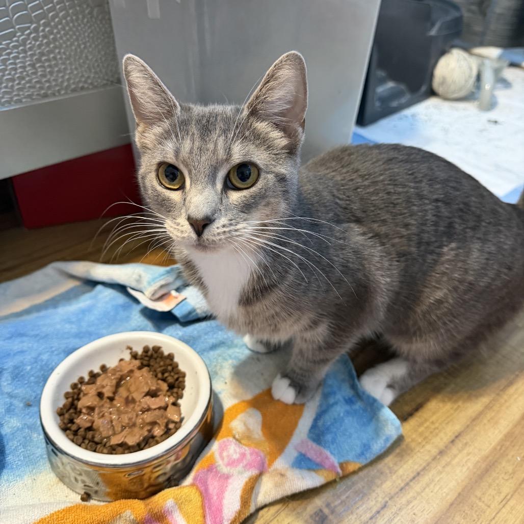 Enlarge Rosemary, a Adoptable Domestic Short Hair in Harrisonburg, VA image 4/6