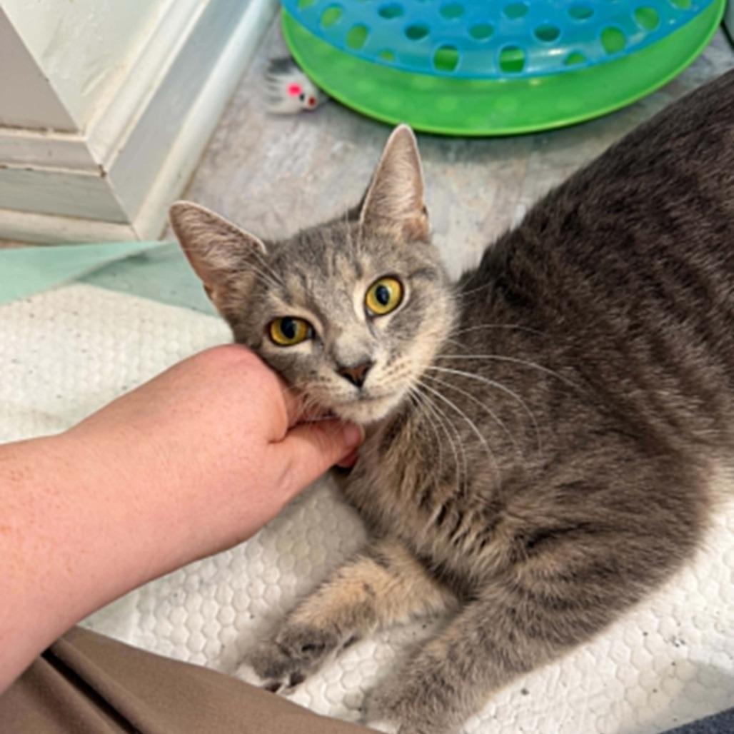 Enlarge Rosemary, a Adoptable Domestic Short Hair in Harrisonburg, VA image 5/6