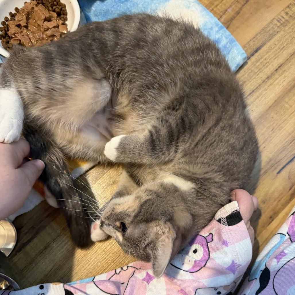 Enlarge Rosemary, a Adoptable Domestic Short Hair in Harrisonburg, VA image 6/6