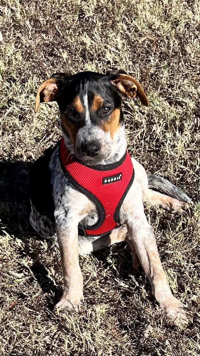 Enlarge Kade, a Adopted Hound in Euless, TX image 2/6