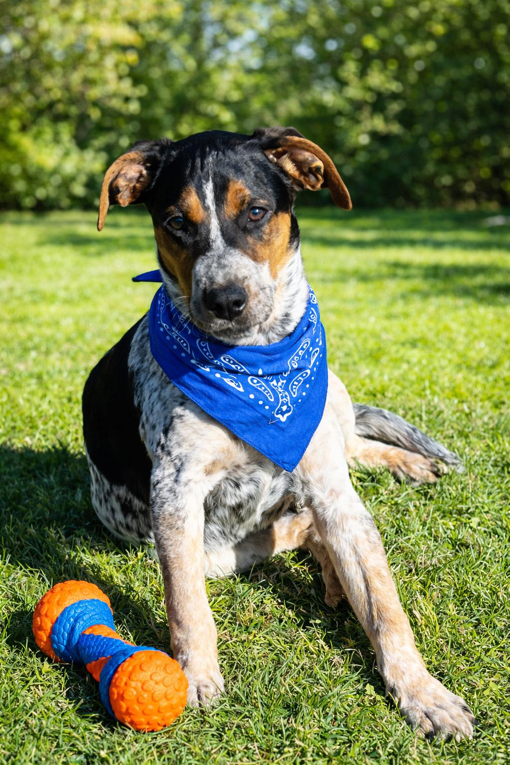 Enlarge Kade, a Adopted Hound in Euless, TX image 6/6