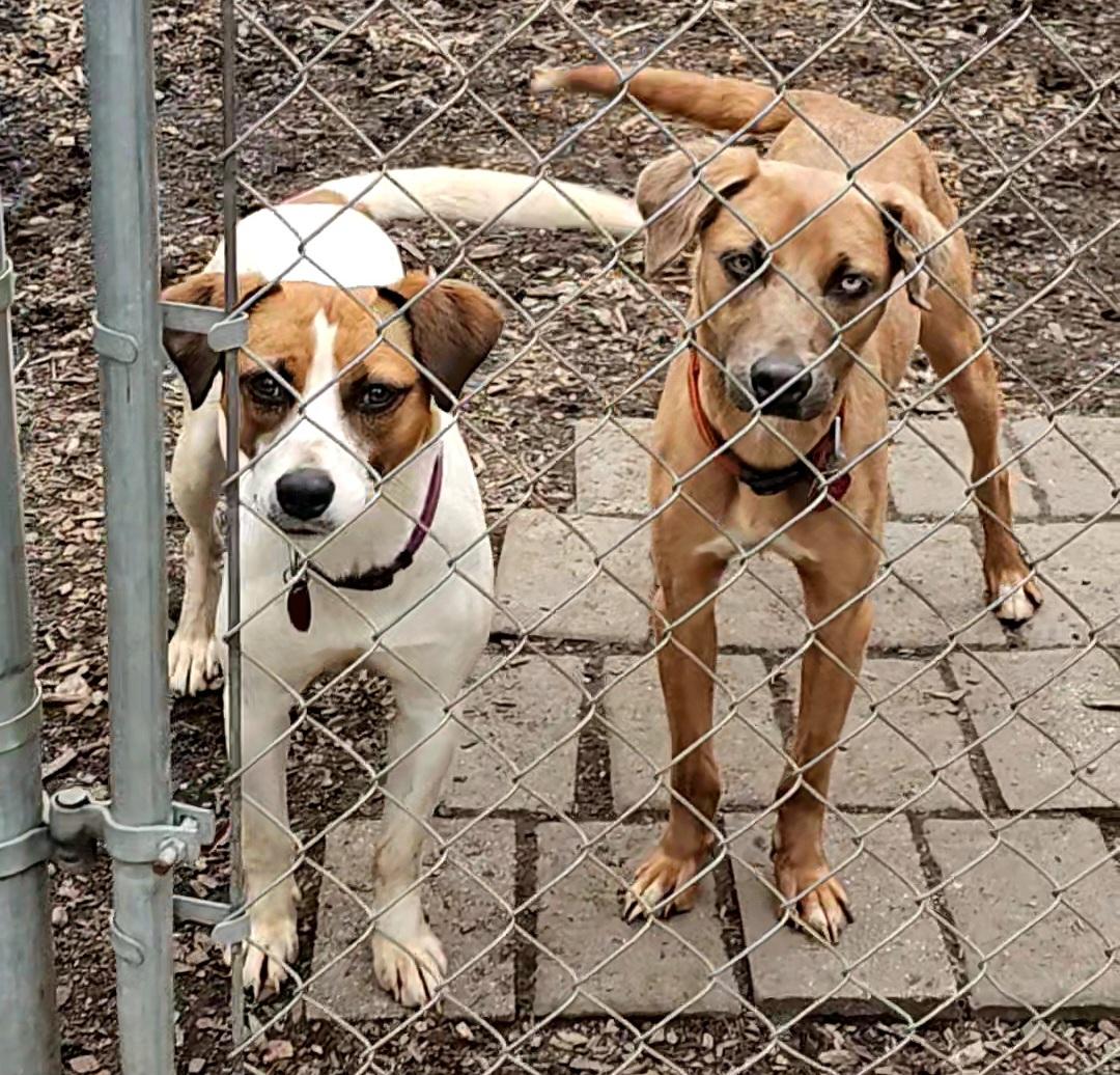 Andy, a Adoptable mixed breed in Ringwood, NJ image 4/6