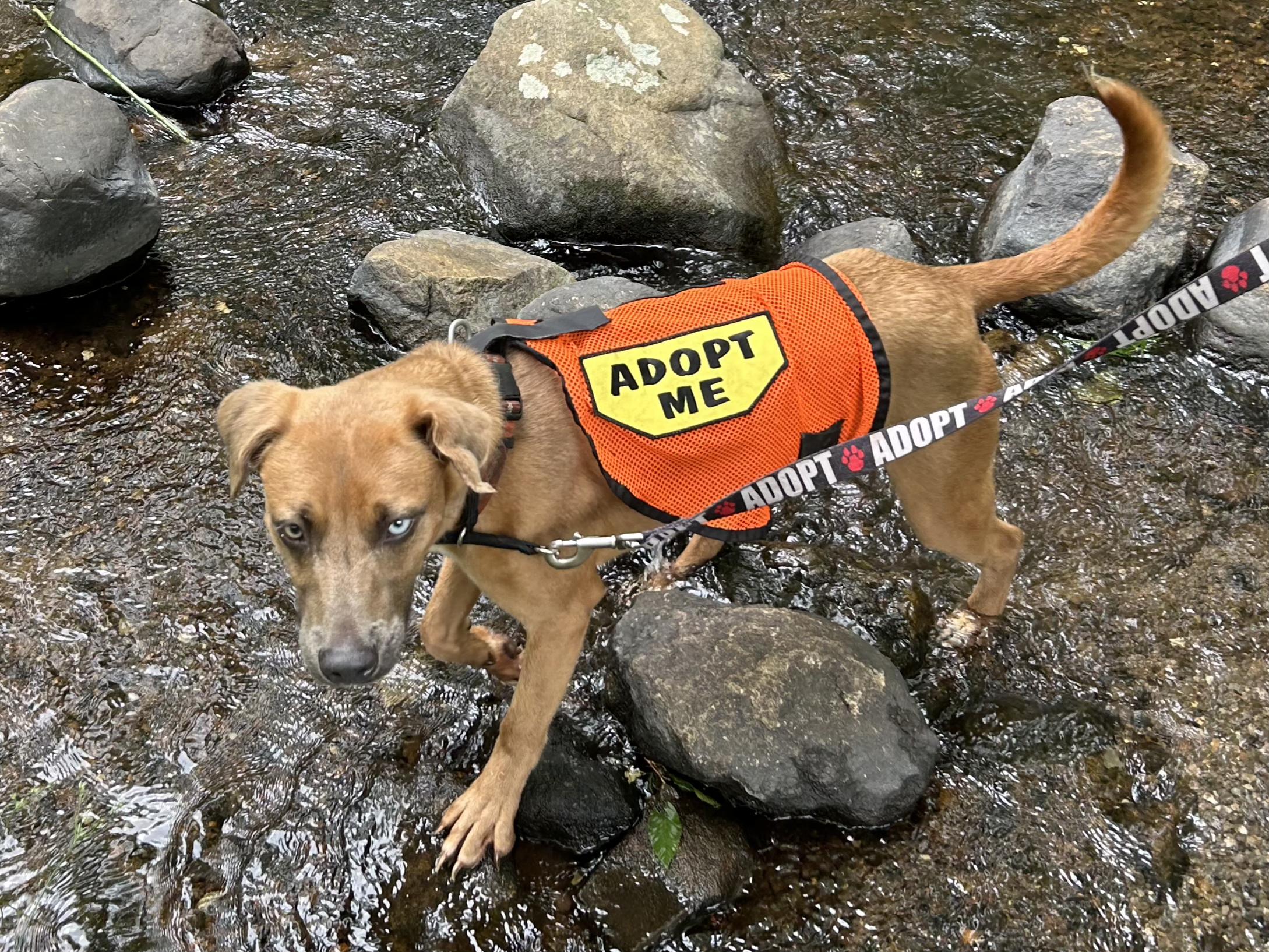 Andy, a Adoptable mixed breed in Ringwood, NJ image 2/6