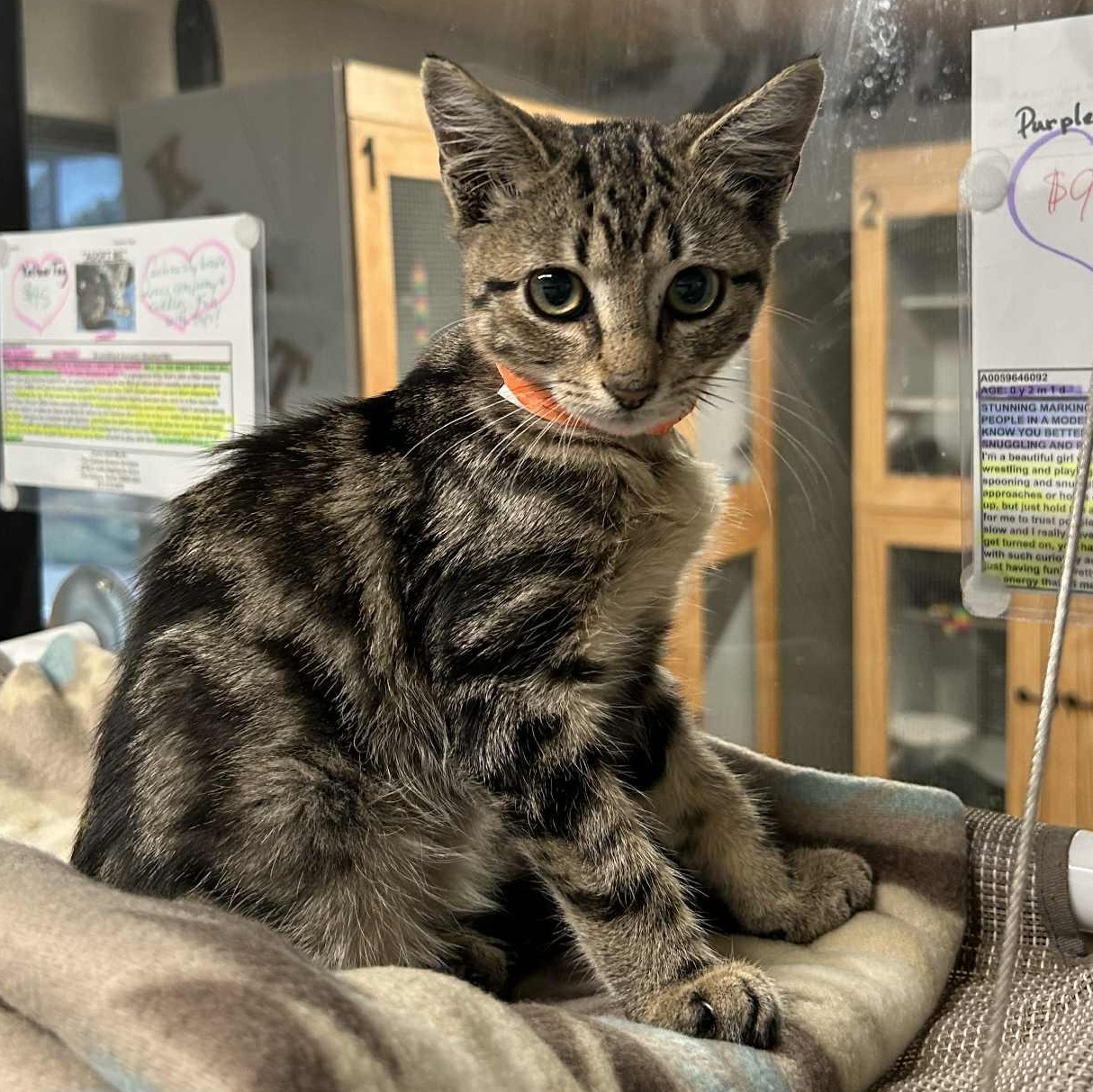 Chevy, adoptable, Kitten Male Domestic Short Hair.