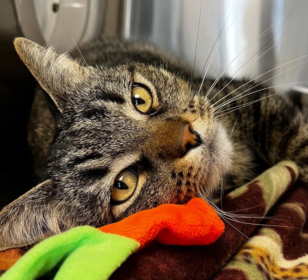 Enlarge Orby, a Adoptable mixed breed in Logan, UT image 1/2