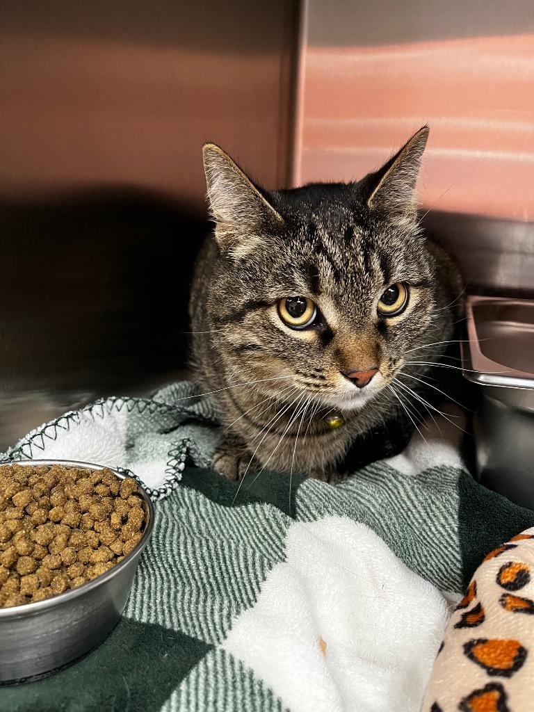 Enlarge Orby, a Adoptable mixed breed in Logan, UT image 2/2