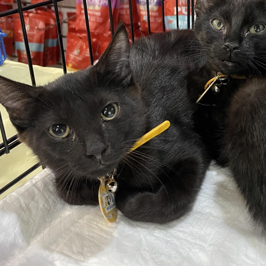 Steve, Adoptable, Young Male Domestic Short Hair.