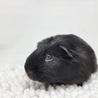 Batman, Adoptable, Adult Male Guinea Pig.