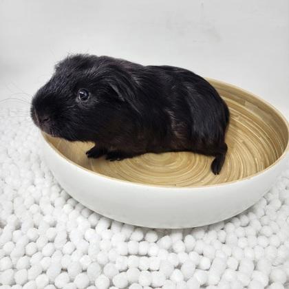 Enlarge Batman, a Adoptable Guinea Pig in Largo, FL image 2/3
