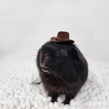 Enlarge Batman, a Adoptable Guinea Pig in Largo, FL image 3/3