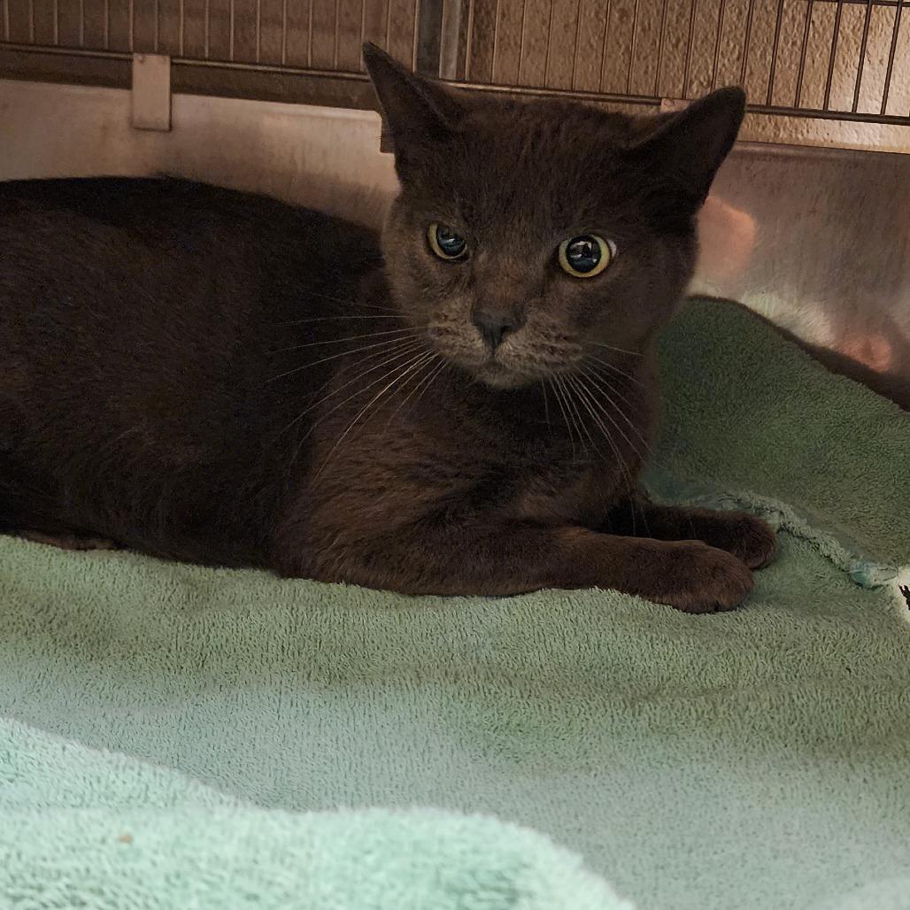 Gloria, Adoptable, Adult Female Domestic Short Hair.