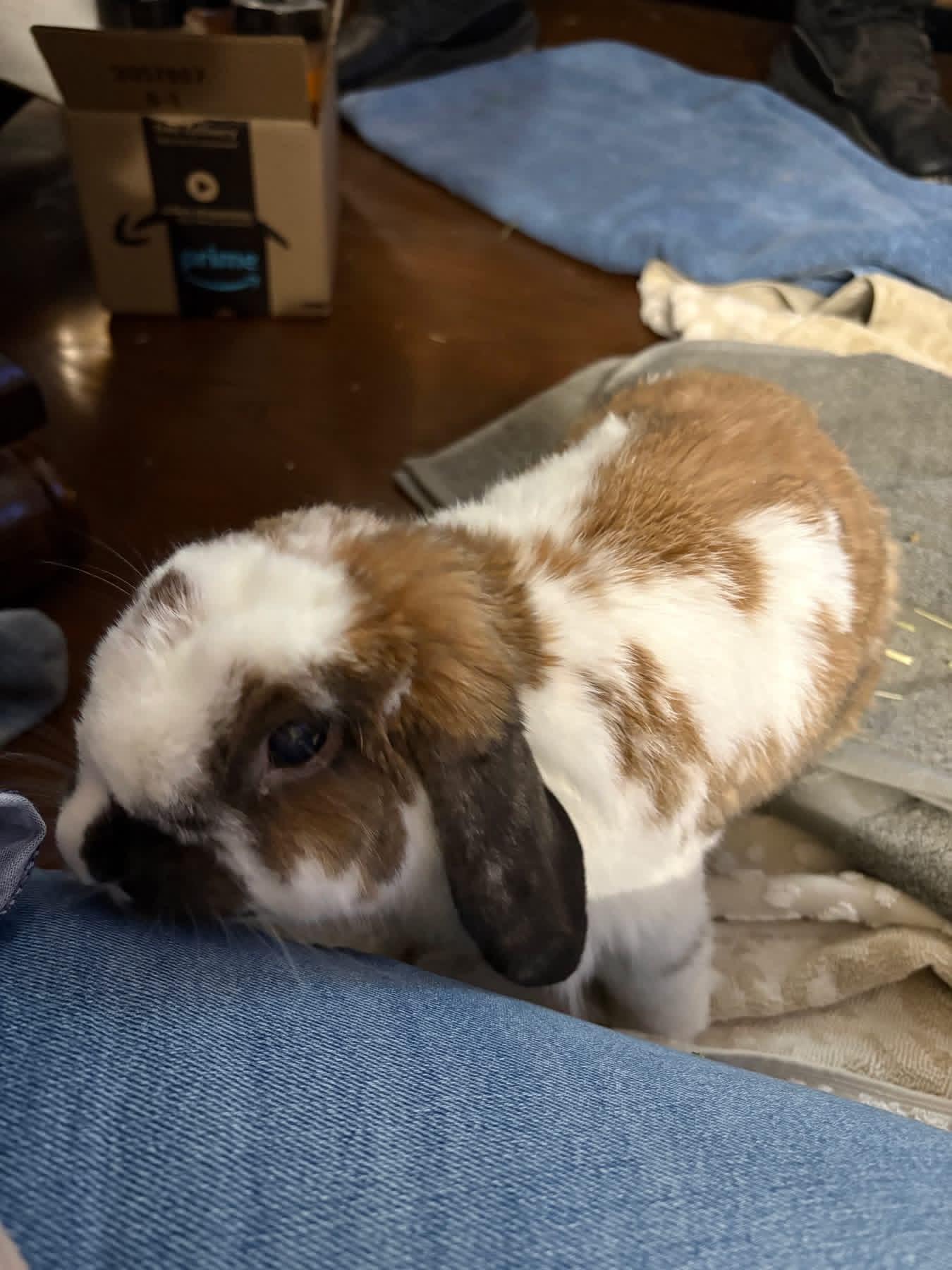 Enlarge Wimbledon, a ADOPTABLE Holland Lop in St. Charles, MO image 2/4
