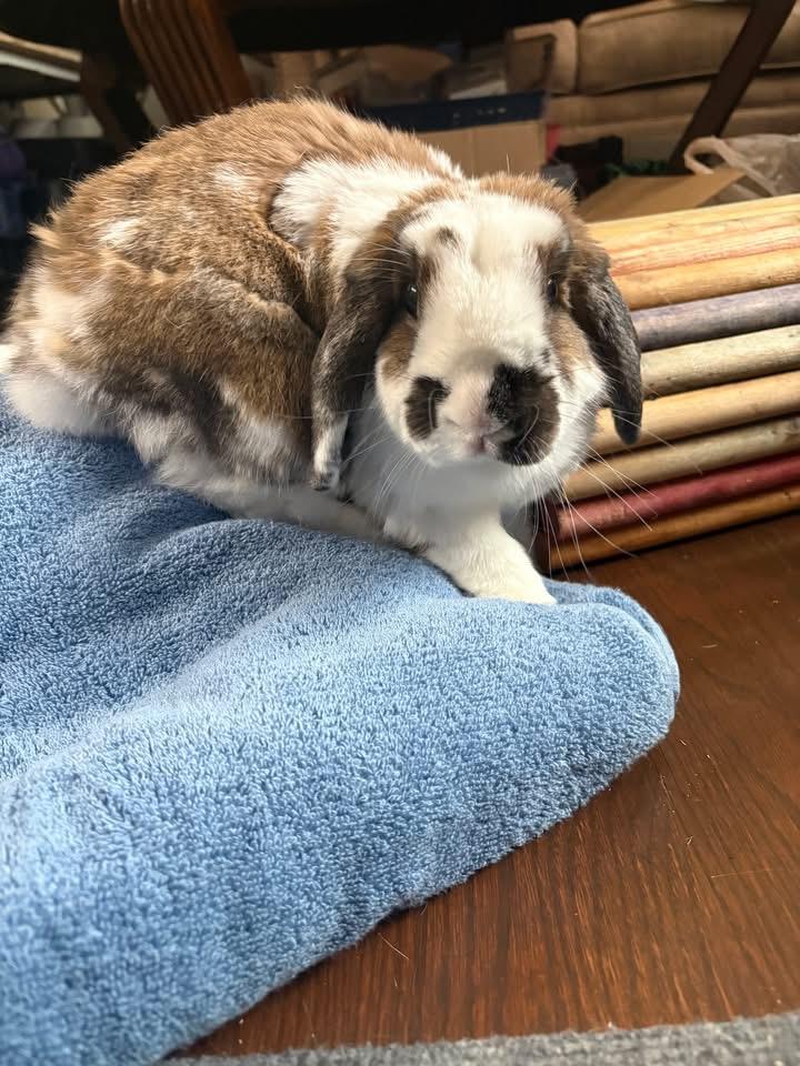 Enlarge Wimbledon, a ADOPTABLE Holland Lop in St. Charles, MO image 4/4