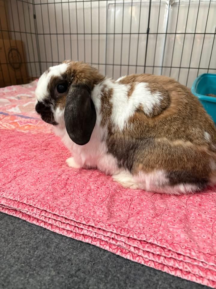 Enlarge Wimbledon, a ADOPTABLE Holland Lop in St. Charles, MO image 3/4