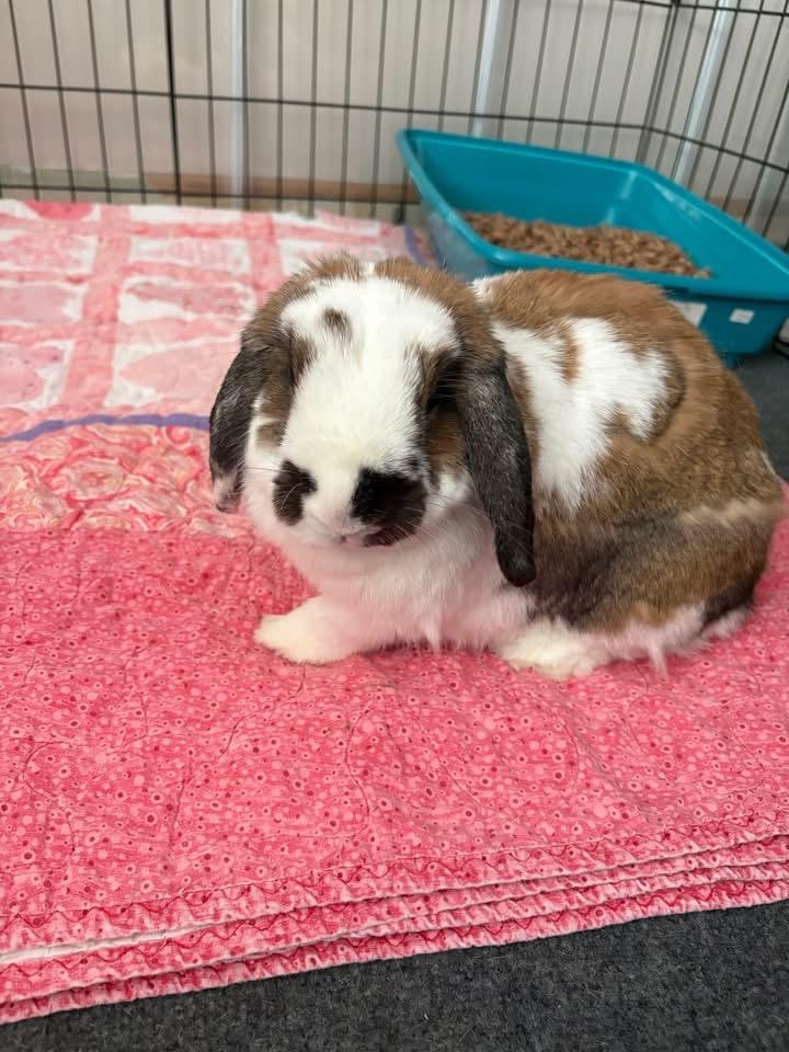 Wimbledon, ADOPTABLE, Adult Male Holland Lop.