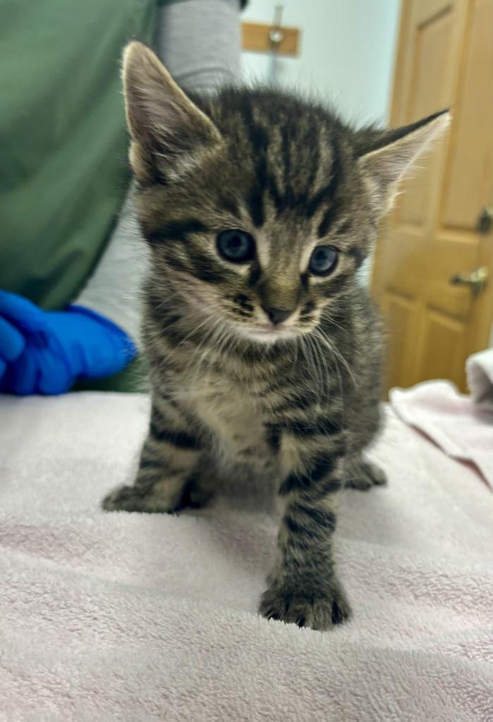 Gary Ryan, Adopted, Kitten Male Domestic Short Hair.