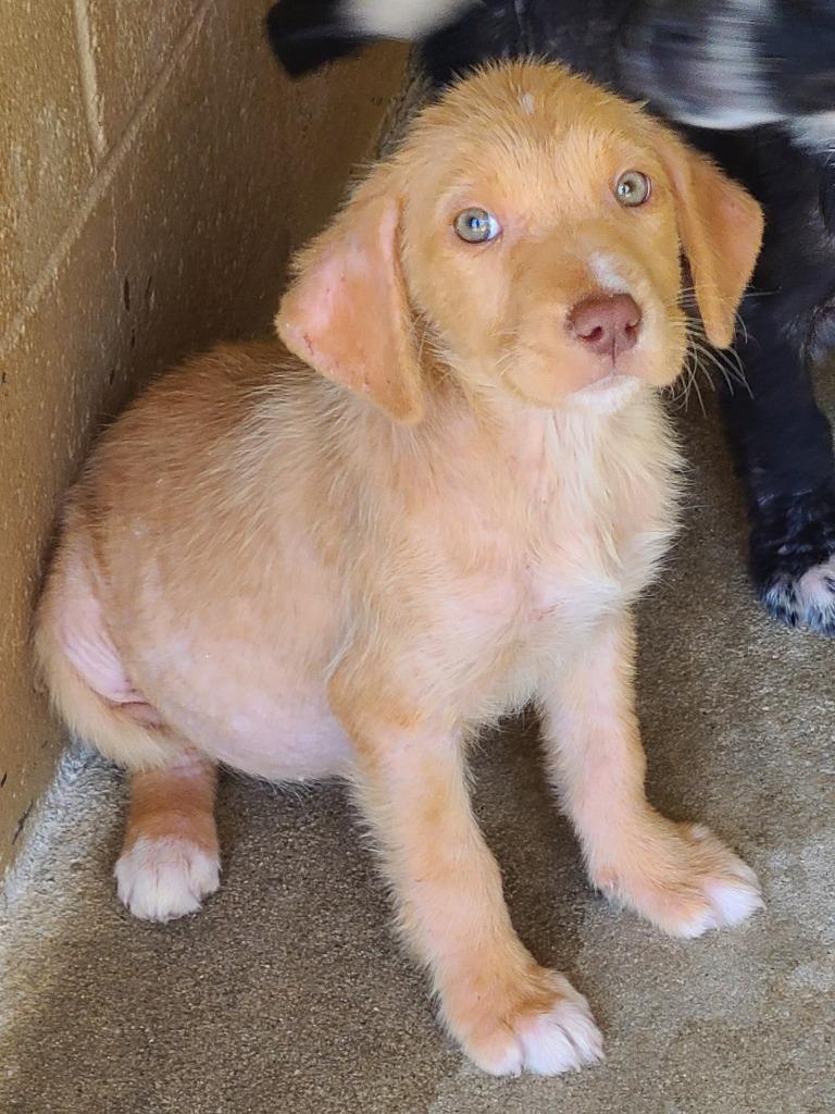Zola, Adoptable, Puppy Female Labrador Retriever.
