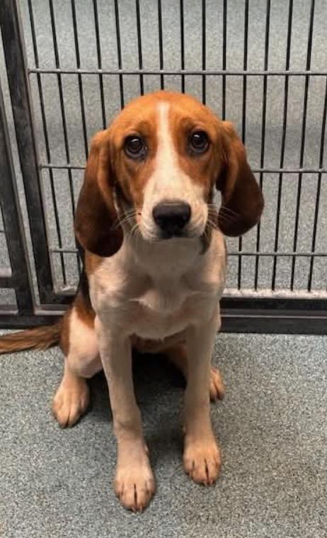Bee, Adoptable, Puppy Female Hound & Mixed Breed.