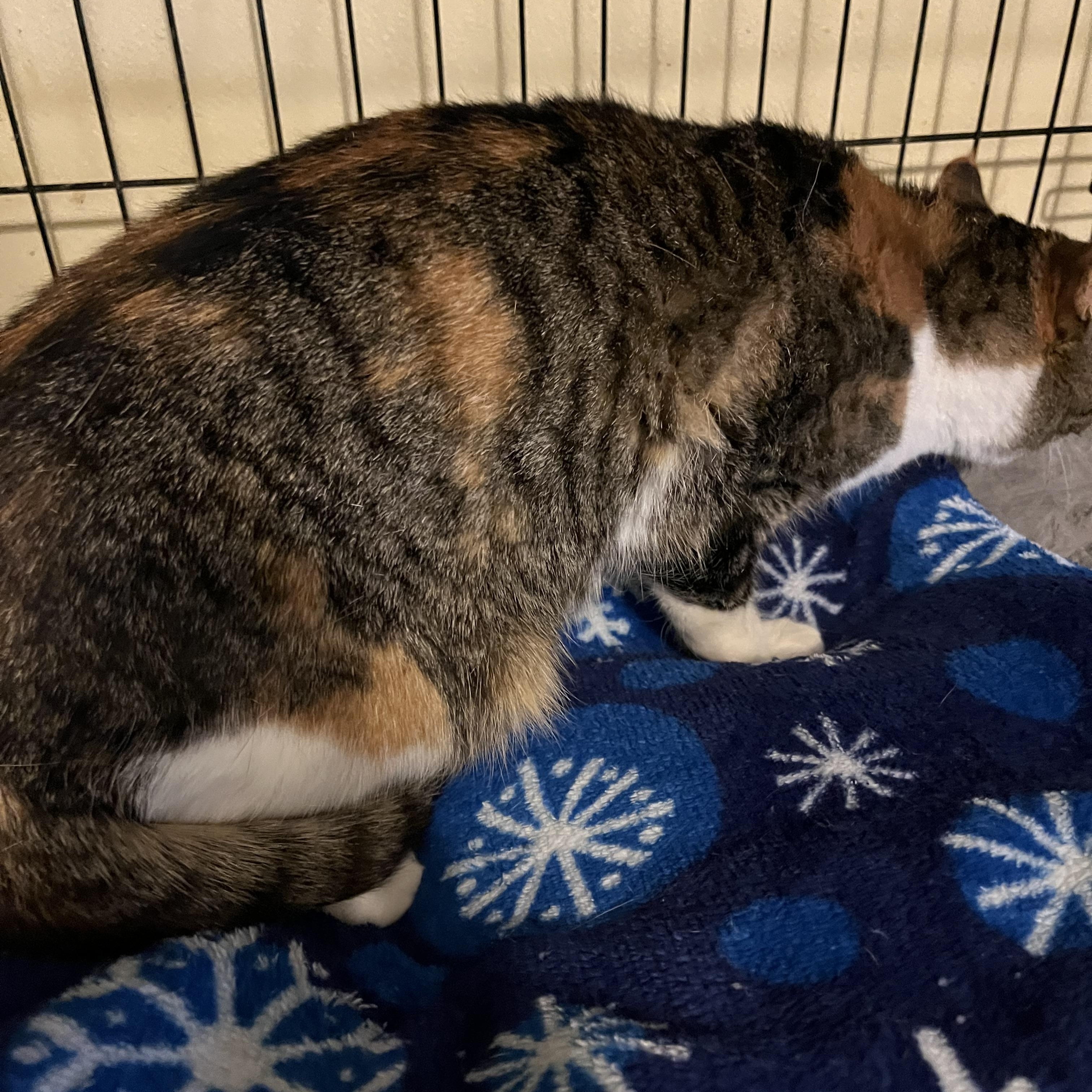 Snookie , a ADOPTABLE Domestic Short Hair in Moline, IL image 2/5